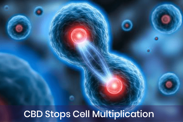 CBD Stops Cell Multiplication