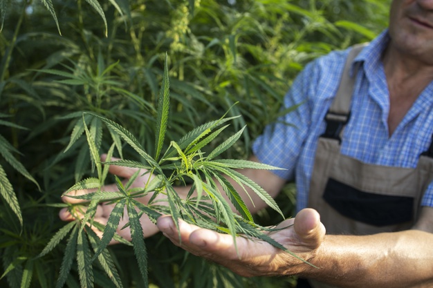 CBD Is Legal