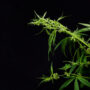 hemp