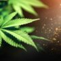 raw cannabis