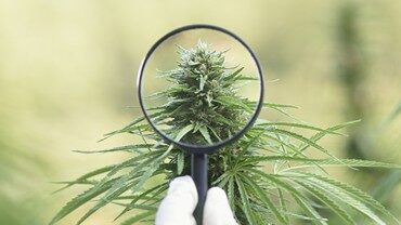 How Long Does CBD Stay In Your System