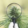 How Long Does CBD Stay In Your System