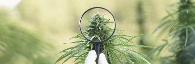 How Long Does CBD Stay In Your System