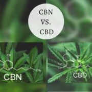 CBN vs CBD: Benefits, Differences, Potential Side Effects In 2021