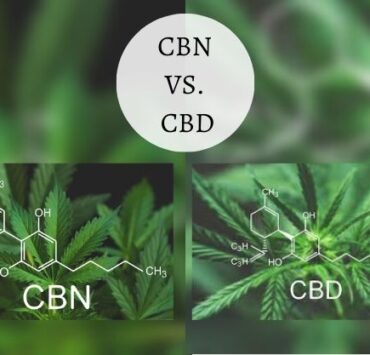 CBN vs CBD: Benefits, Differences, Potential Side Effects In 2021