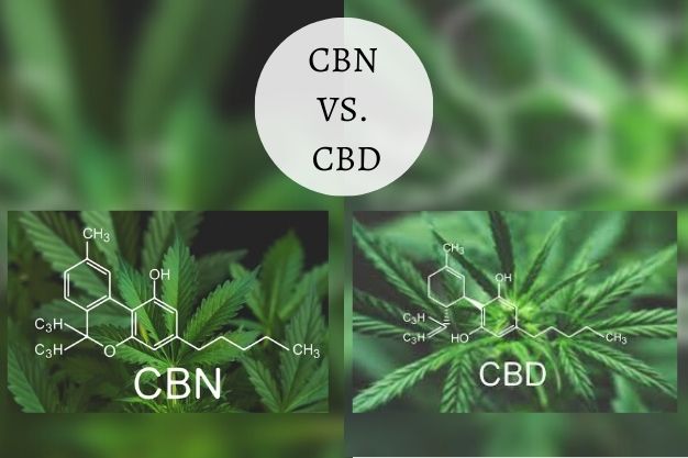 CBN Vs CBD: Benefits, Differences, Potential Side Effects In 2023