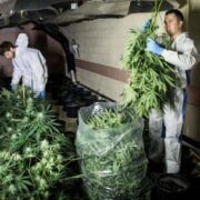 Largest Cannabis Farm Jailed