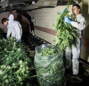 Largest Cannabis Farm Jailed