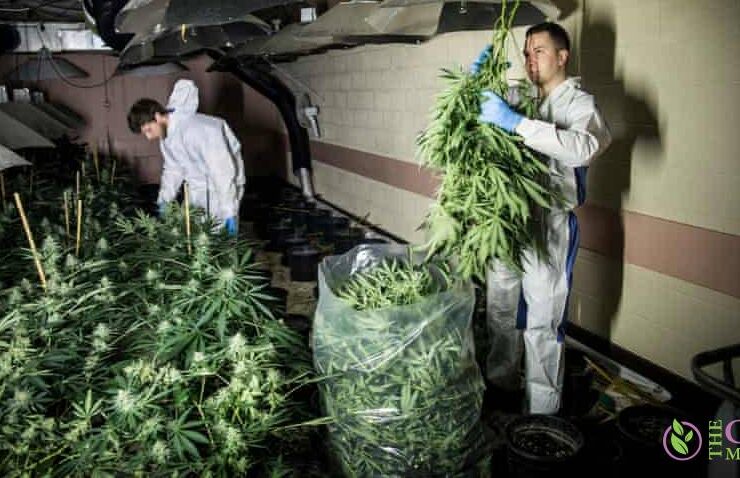 Largest Cannabis Farm Jailed