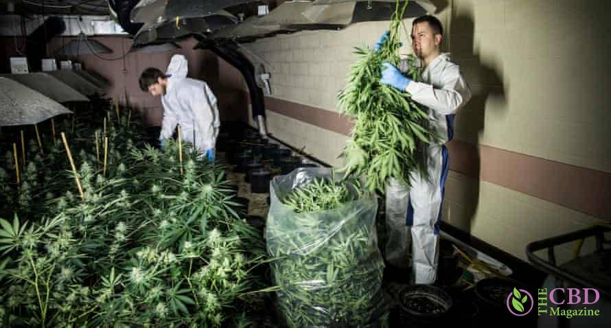 Largest Cannabis Farm Jailed