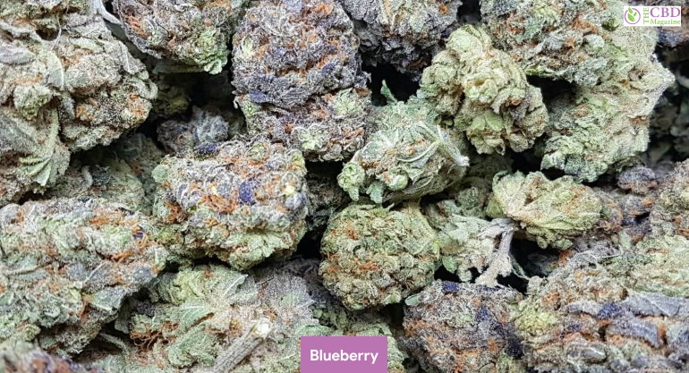 Blueberry