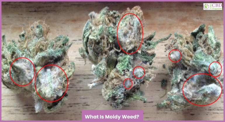 Are You Smoking Moldy Weed? Here's How to Check