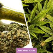 best weed strains