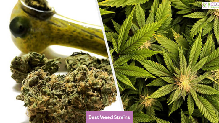 best weed strains