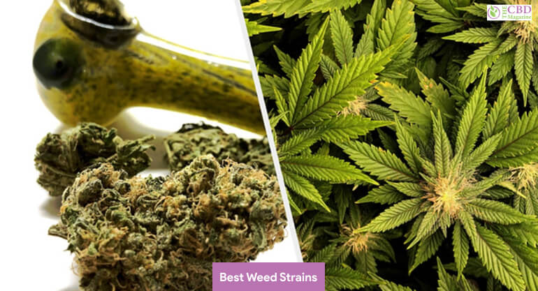 best weed strains