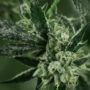 moldy weed