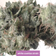 white cookies strain