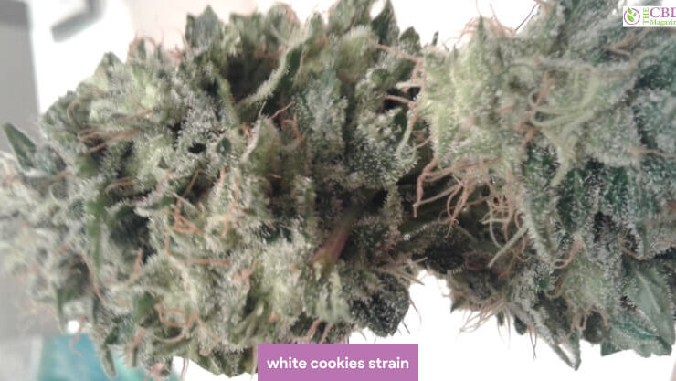white cookies strain