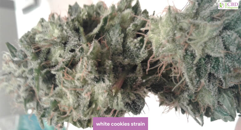 white cookies strain