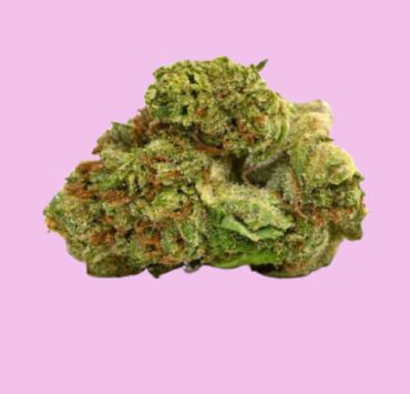 sunset sherbet strain