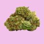 sunset sherbet strain