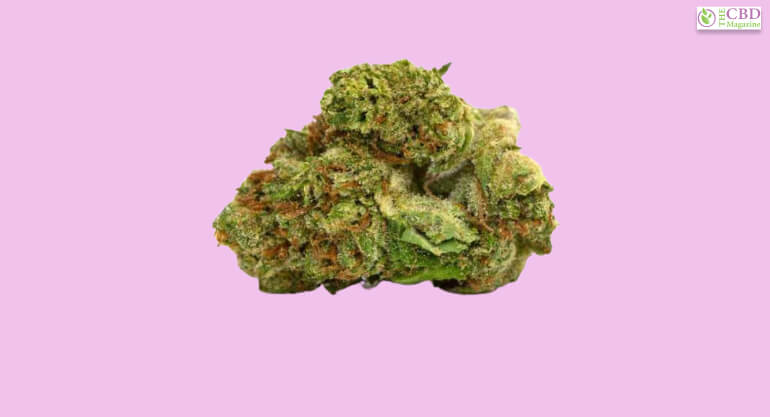 sunset sherbet strain