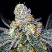 Candyland-strain-A-Complete-Guide-In-