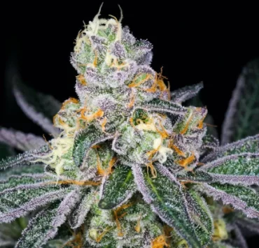 Candyland-strain-A-Complete-Guide-In-