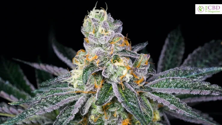 Candyland-strain-A-Complete-Guide-In-