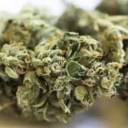 Everything You Need To Know About The Jet Fuel Strain