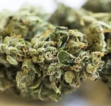 Everything You Need To Know About The Jet Fuel Strain