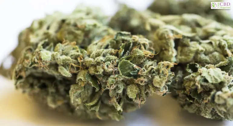 Everything You Need To Know About The Jet Fuel Strain