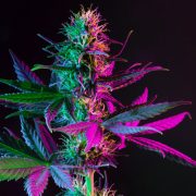 Pink Lemonade Strain