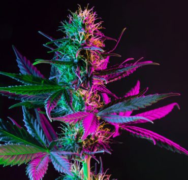 Pink Lemonade Strain