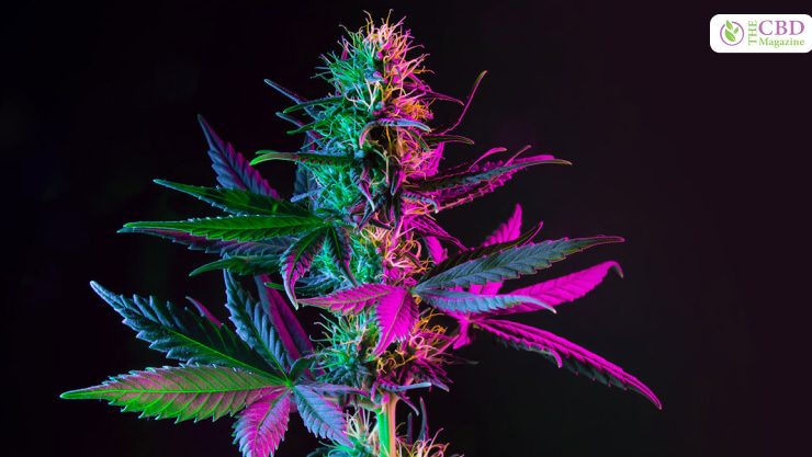 Pink Lemonade Strain