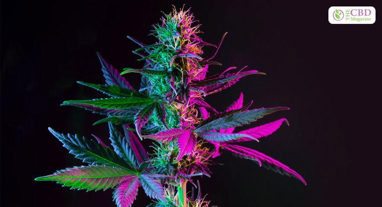 Pink Lemonade Strain