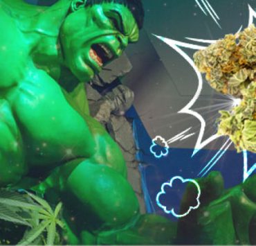 what is The Bruce Banner Strain