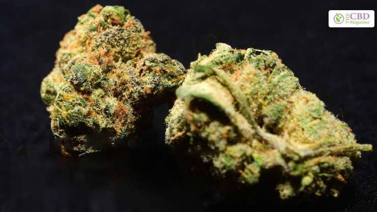 Girl Scout Cookies Strain