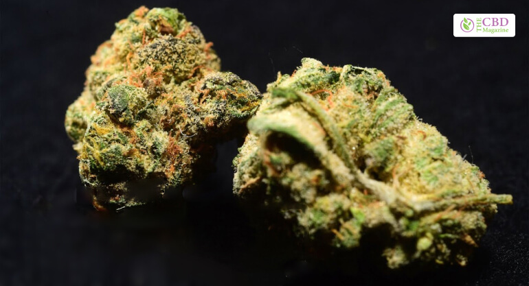 Girl Scout Cookies Strain