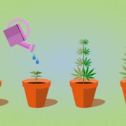 How To Grow Weed