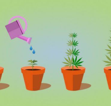 How To Grow Weed