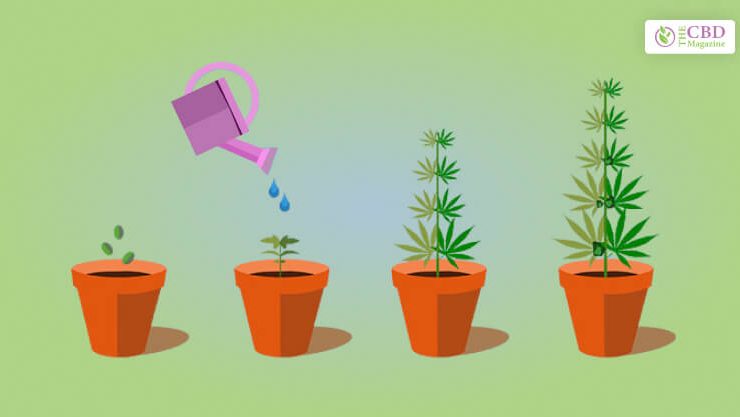 How To Grow Weed