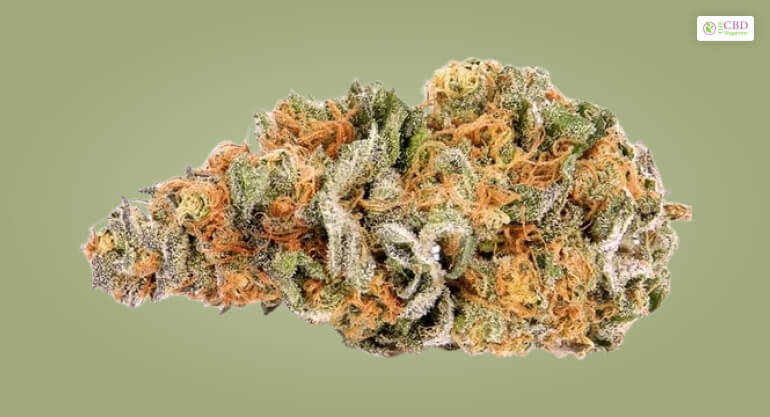 Trainwreck Strain: Everything You Need To Know And More!