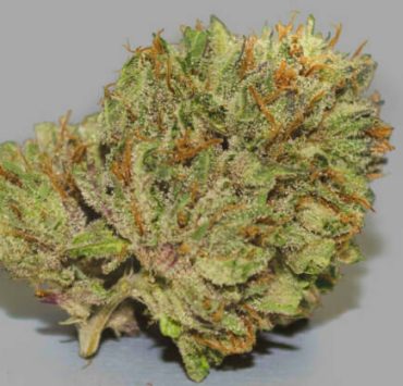 Berry White Strain