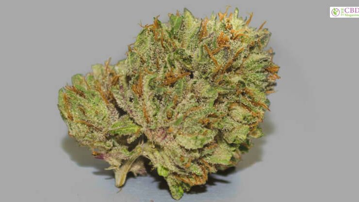 Berry White Strain