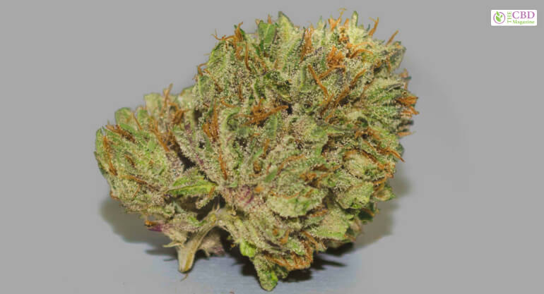 Berry White Strain