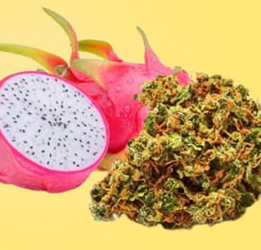 Dragon Fruit Strain