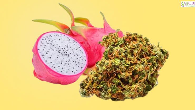 Dragon Fruit Strain