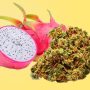 Dragon Fruit Strain