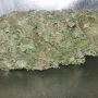 King Kong Strain